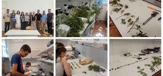 Projekt NU3MED: Istraživanje pasje ruže spojilo znanstvenike i studente Agromediteranskog fakulteta